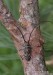 kozlíček (Brouci), Monochamus saltuarius, Lamiini, Cerambycidae (Coleoptera)